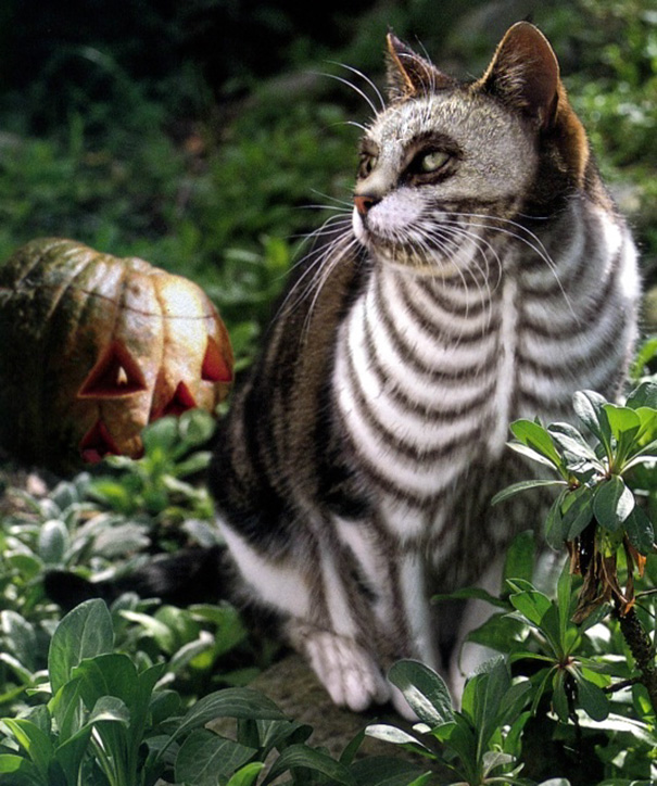 Halloween cat costumes 52 57f785afe5c64__605.jpg