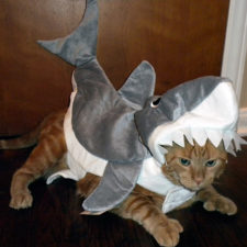 Halloween cat costumes 53 57f7866ad776e__605.jpg