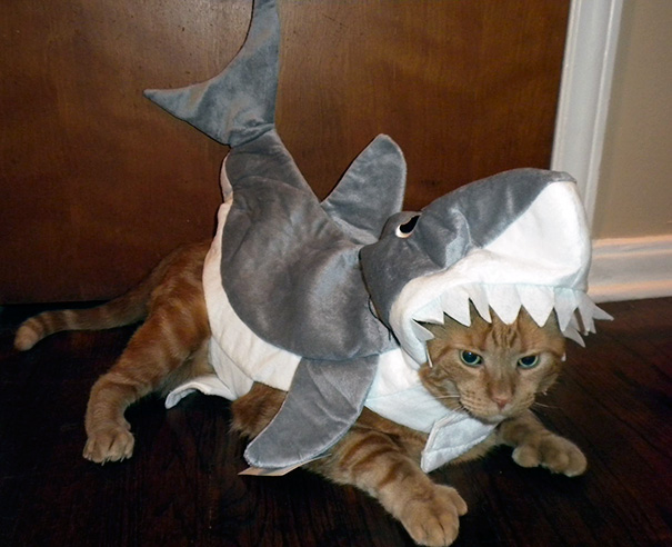 Halloween cat costumes 53 57f7866ad776e__605.jpg