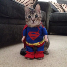 Halloween cat costumes 55 57f7873add679__605.jpg