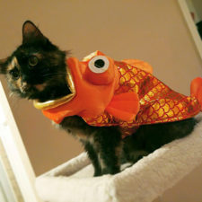 Halloween cat costumes 61 57f7880d71f27__605.jpg