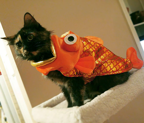 Halloween cat costumes 61 57f7880d71f27__605.jpg