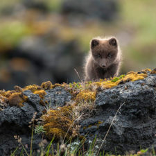 Iceland nature travel photography 5 5863c369c5c0c__880.jpg