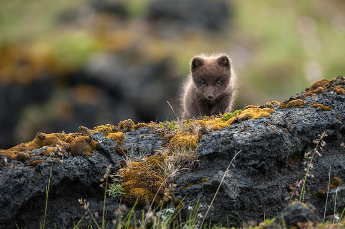 Iceland nature travel photography 5 5863c369c5c0c__880.jpg