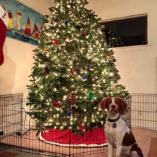 Protecting christmas tree from dogs cats pets 16 585a72c83d944__605.jpg