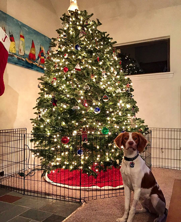 Protecting christmas tree from dogs cats pets 16 585a72c83d944__605.jpg