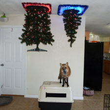 Protecting christmas tree from dogs cats pets 17 585a73af7574f__605.jpg