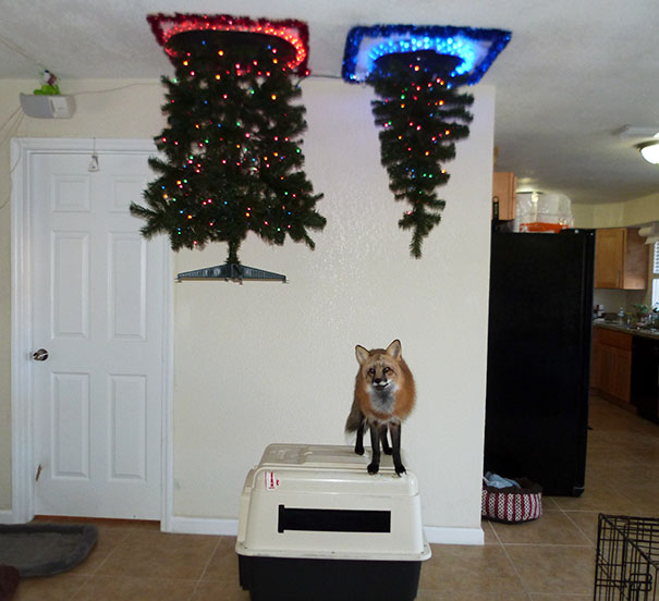 Protecting christmas tree from dogs cats pets 17 585a73af7574f__605.jpg