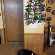 Protecting christmas tree from dogs cats pets 30 585a8d8532ee1__605.jpg
