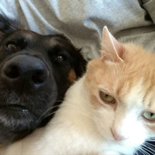 Funny animal selfies 20 587e34aca555e__605.jpg