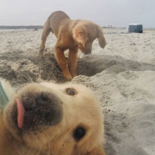 Funny animal selfies 3 587e1ad11dff5__605.jpg