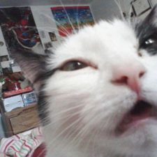 Funny animal selfies 38 587deb7cee056__605.jpg