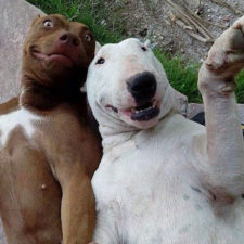 Funny animal selfies 41 587deb82d874d__605.jpg