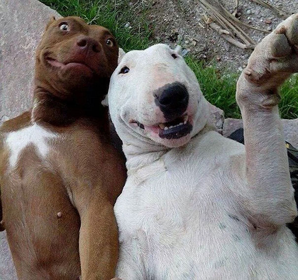 Funny animal selfies 41 587deb82d874d__605.jpg