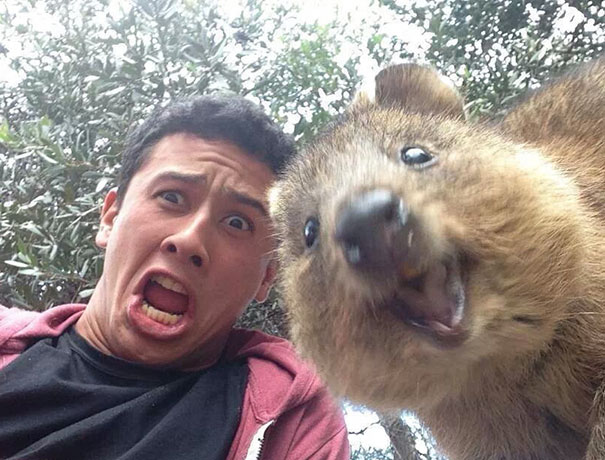 Funny animal selfies 65 587e1e9b9d885__605.jpg