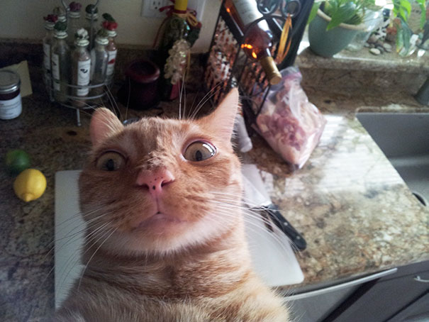 Funny animal selfies 69 587e27759bb81__605.jpg