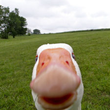 Funny animal selfies 80 587e35b2319d6__605.jpg