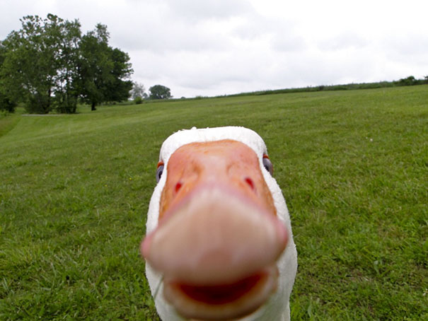 Funny animal selfies 80 587e35b2319d6__605.jpg