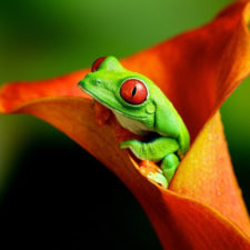 Post_green frog in orange flower wallpapers.jpg