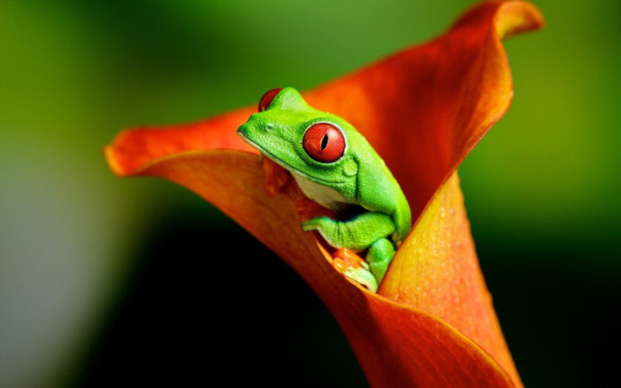 Post_green frog in orange flower wallpapers.jpg