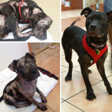 Rescue dogs before after adoption 100 586a2fa52c365__700.jpg