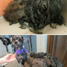 Rescue dogs before after adoption 12 586658d84ae7c__700.jpg