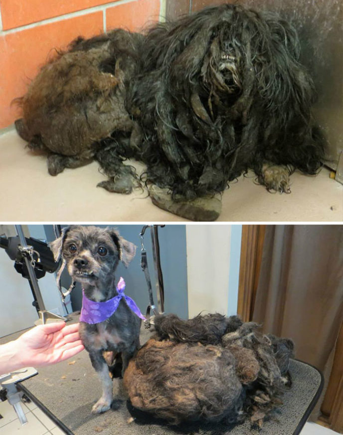 Rescue dogs before after adoption 12 586658d84ae7c__700.jpg