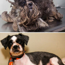 Rescue dogs before after adoption 14 586658dd47a88__700.jpg