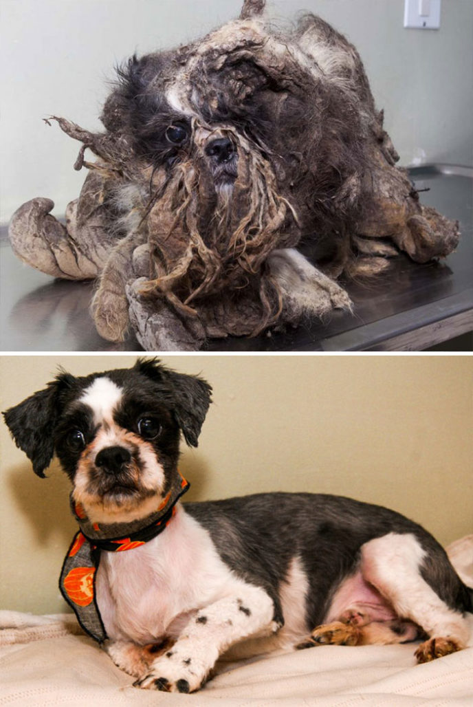 Rescue dogs before after adoption 14 586658dd47a88__700.jpg