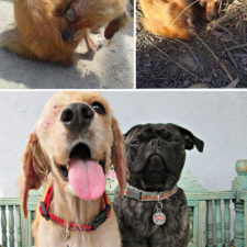 Rescue dogs before after adoption 17 586658e465272__700.jpg