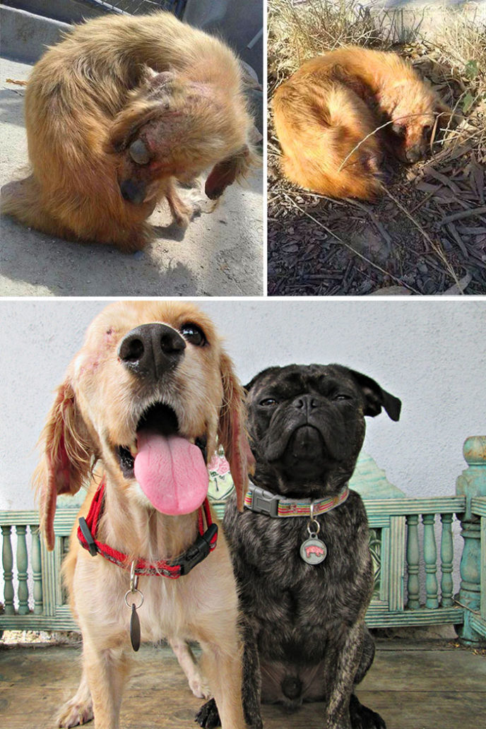 Rescue dogs before after adoption 17 586658e465272__700.jpg