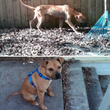 Rescue dogs before after adoption 25 586a23b8865cc__700.jpg