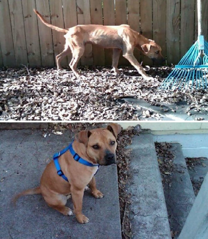 Rescue dogs before after adoption 25 586a23b8865cc__700.jpg