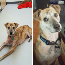 Rescue dogs before after adoption 33 586a4db0883ab__700.jpg