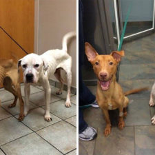 Rescue dogs before after adoption 44 586a566dd3206__700.jpg