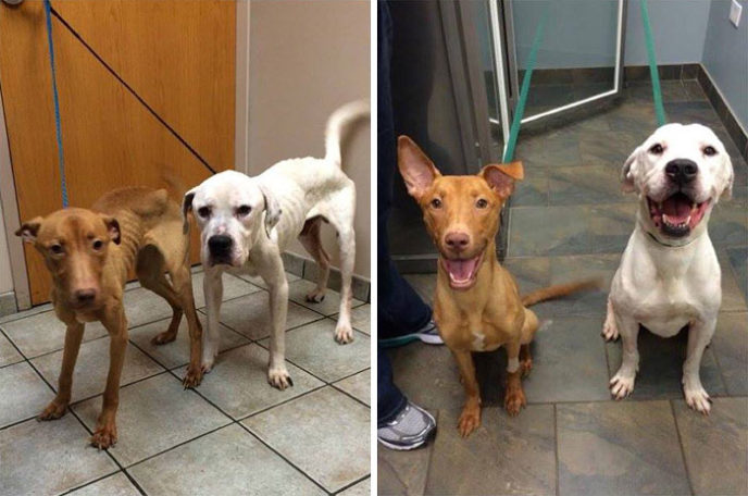 Rescue dogs before after adoption 44 586a566dd3206__700.jpg