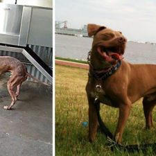 Rescue dogs before after adoption 54 586a743baafd2__700 1.jpg