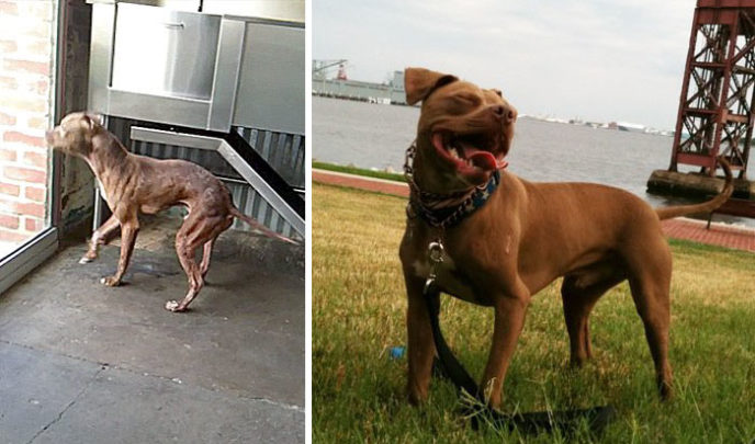 Rescue dogs before after adoption 54 586a743baafd2__700 1.jpg