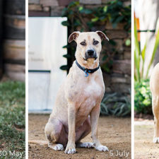 Rescue dogs before after adoption 55 586a74cf9cd9c__700.jpg