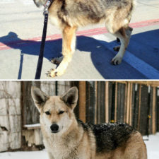 Rescue dogs before after adoption 62 586a7bf639bb1__700.jpg