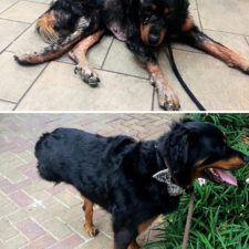 Rescue dogs before after adoption 66 586b6a2d34667__700.jpg