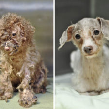 Rescue dogs before after adoption 7 586658cc24c42__700.jpg