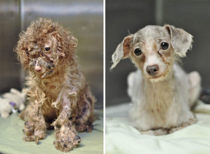 Rescue dogs before after adoption 7 586658cc24c42__700.jpg