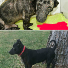 Rescue dogs before after adoption 76 586b9aef9dbc7__700.jpg