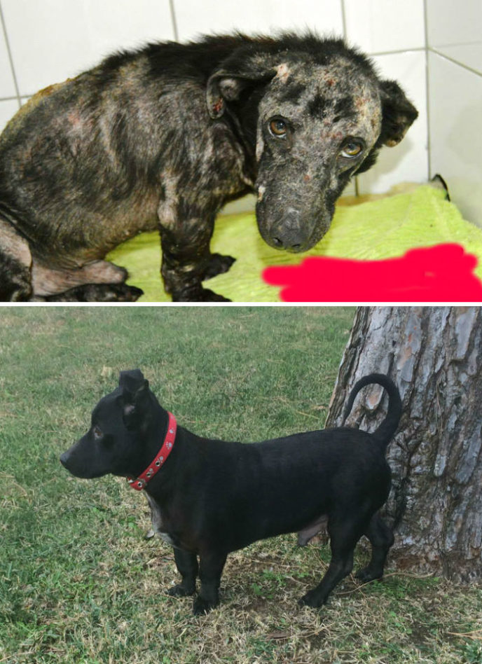 Rescue dogs before after adoption 76 586b9aef9dbc7__700.jpg