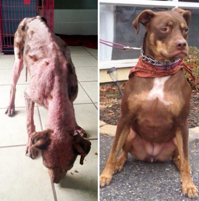 Rescue dogs before after adoption 80 586ba0d18ccd9__700.jpg