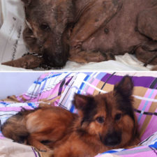 Rescue dogs before after adoption 82 586ba38cb49e3__700.jpg