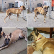 Rescue dogs before after adoption 84 586ba61274ebd__700.jpg