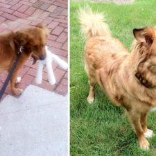 Rescue dogs before after adoption 9 586658d049d8c__700.jpg