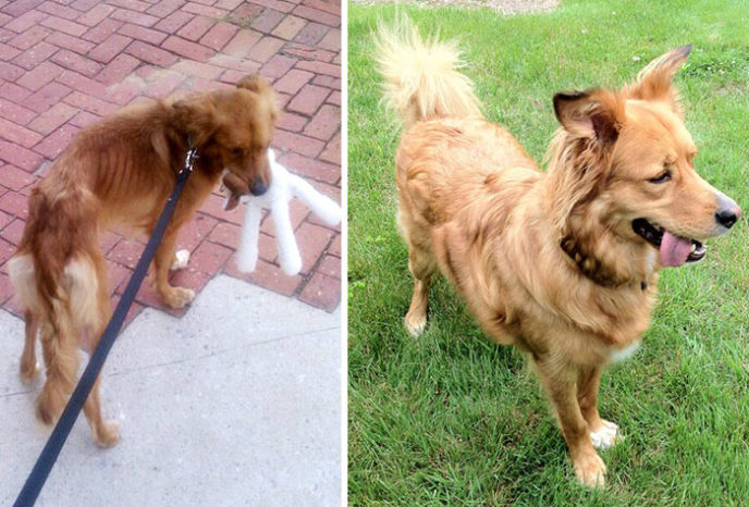 Rescue dogs before after adoption 9 586658d049d8c__700.jpg